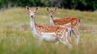 CHIESTA LA SOSPENSIONE DELLA CESSIONE DEI DAINI DEL PARCO DEL CIRCEO