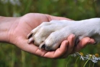 PET THERAPY PER GLI ALUNNI DISABILI DELL'ITS BIANCHINI