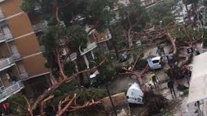 PERCHE’ CADONO COSI’ TANTI ALBERI?