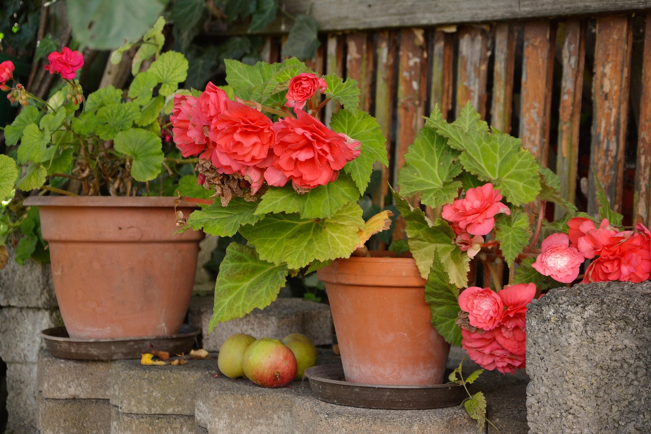 Begonia in fiore con foglie verdi, suggerimenti per la coltivazione.
